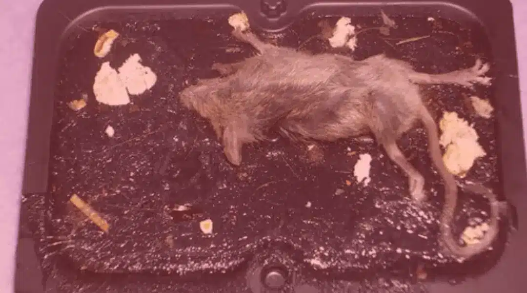 The Grim Fate of Mouse on Glue Trap: Understanding the Long and Painful Death